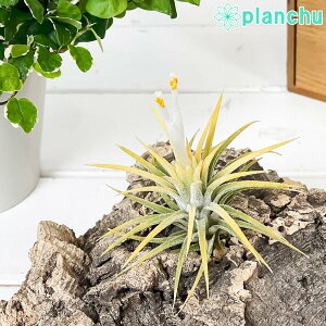 PLANCHU GAvc eBWA CIi^  MTCY 1 W6×H6cmO ĕt Tillandsia ionantha cv. GA[vc `WA