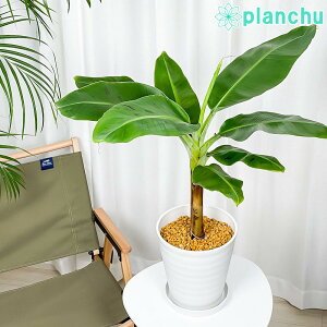 PLANCHU Mщʎ T L[oii 7 󂯎Mt ĕt Musa acuminata eSenoritaf Zj[^oii ʎc ϗtA