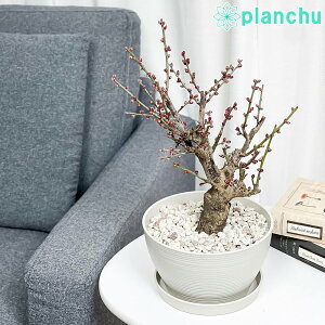 PLANCHU ~ Ԕ~ u 6 󂯎Mt ĕt Prunus mume eOsakazukif E IITJYL