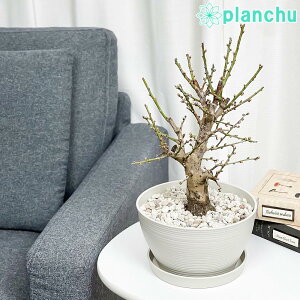 PLANCHU ~ Ԕ~ ~ 6 󂯎Mt ĕt Prunus mume eToujif E gEW