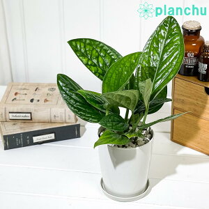 PLANCHU ϗtA Xe WFChVgRbN 4 󂯎Mt ĕt Monstera karsteniana `Jade Shuttlecockf ACh