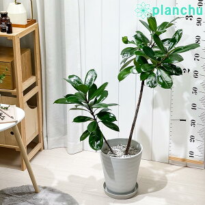 PLANCHU ϗtA tBJX LAeBXeBv 8 󂯎Mt ĕt Ficus cyathistipula SmL Ai 劔 唫 [