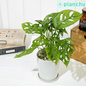 PLANCHU 観葉植物 マドカズラ モンステラ フリードリヒスターリー 4号鉢 受け皿付き 育て方説明書付き Monstera friedrichsthalii アロイド