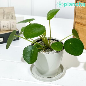 PLANCHU ϗtA sA yy~ICfX 3.5 󂯎Mt ĕt Pilea peperomioides pP[Lvc