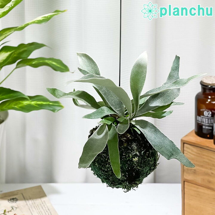 楽天市場】PLANCHU 観葉植物 苔玉 ビカクシダ ヴィーチー 1個 育て方 