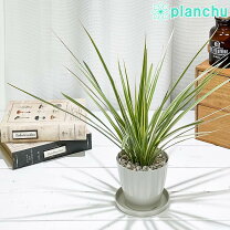 楽天市場】コンシンネ ホワイト 観葉植物の通販