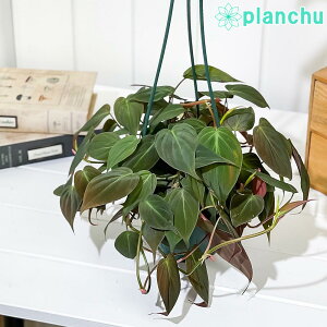 PLANCHU �ϗt�A�� �t�B���f���h���� �~�J���X 5���݂蔫 ��ĕ��������t�� Phillodendron micans �A���C�h