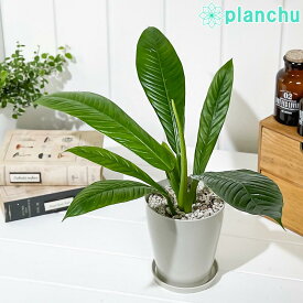 観葉植物 フィロデンドロン カンピー 4号鉢 受け皿付き 育て方説明書付き Philodendron campii アロイド