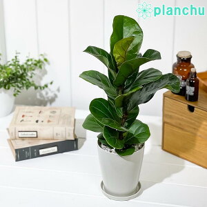 PLANCHU ϗtA tBJX [^ 4 󂯎Mt ĕt Ficus lyrata JVoSmL SmL S̖