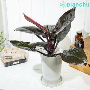 PLANCHU �ϗt�A�� �t�B���f���h���� �u���b�N�J�[�f�B�i�� 6���� �󂯎M�t�� ��ĕ��������t�� Philodendron �eBlack Cardinal�f �A���C�h