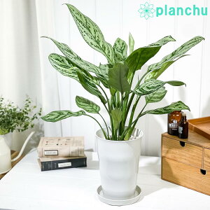 PLANCHU ϗtA AOIl} Vo[NC[ 6 󂯎Mt ĕt Aglaonema eSilver Queenf K^C̕ ACh