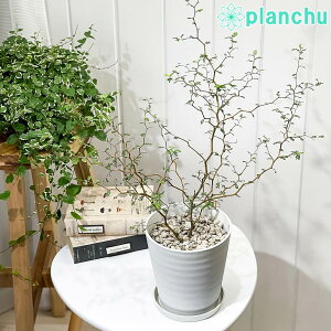 PLANCHU ϗtA w̖ \tH gxCr[ 5 󂯎Mt ĕt Sophora prostrata eLittle Babyf vXg[^