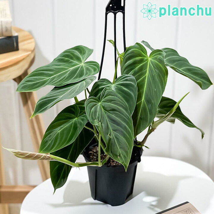楽天市場】PLANCHU 観葉植物 フィロデンドロン グロリアス 4号吊り鉢 