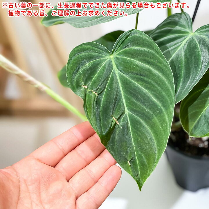 楽天市場】PLANCHU 観葉植物 フィロデンドロン グロリアス 4号吊り鉢 