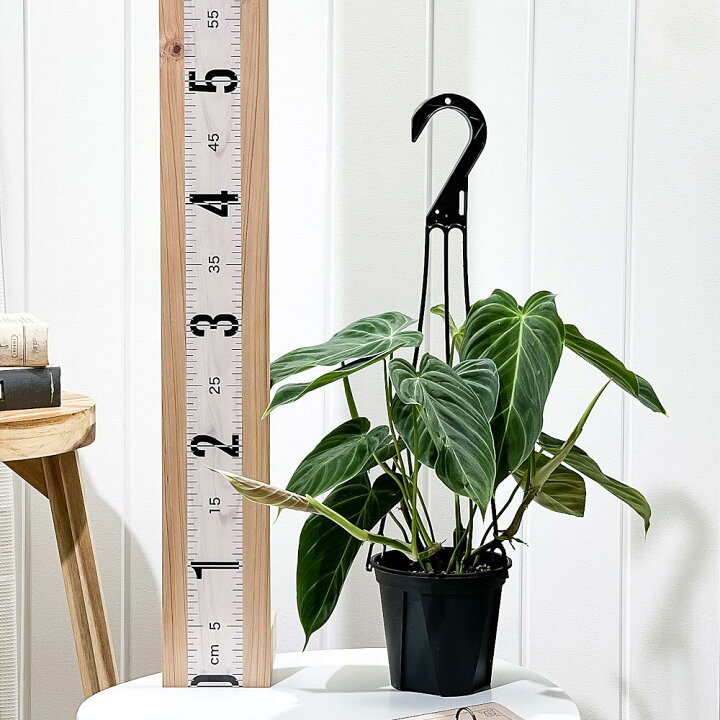 楽天市場】PLANCHU 観葉植物 フィロデンドロン グロリアス 4号吊り鉢 