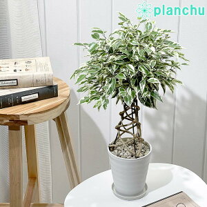 PLANCHU ϗtA tBJX xW~ X^[Cg ҂ݍ 4 󂯎Mt ĕt Ficus benjamina eStar Lightf K^ĂԖ SmL