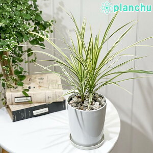 PLANCHU ϗtA hZi }Mi[^ zCg{[ 4 󂯎Mt ĕt Dracaena marginata eWhivoryf ^̖ }Wi[^ RVl RVi