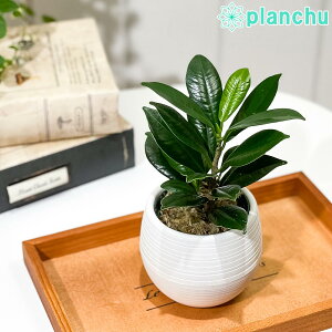 PLANCHU �ϗt�A�� �K�W���}�� �x�r�[���[�t 3���۔� �󂯎M�t�� ��ĕ��������t�� Ficus �eBaby Leaf�f �t�B�J�X �␫�K�W���}�� ����̏h���