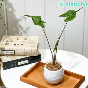 PLANCHU ϗtA AJVA XeBOC 3۔ 󂯎Mt ĕt Alocasia macrorrhizos eStingrayf ACh