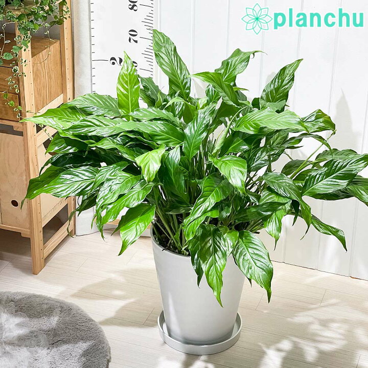楽天市場】PLANCHU 観葉植物 スパティフィラム 10号鉢 受け皿付き 育て 