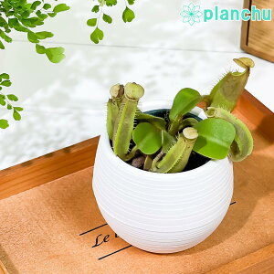 PLANCHU HA lyeX r[`oI × r[`oI 3۔ ĕt N. veitchii bareo × N. veitchii bario Ec{JY