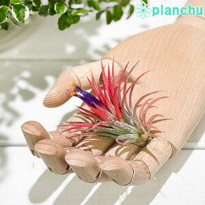 PLANCHU GAvc eBWA CIi^ MTCY 1 W5×H5cmO ĕt Tillandsia ionantha GA[vc `WA