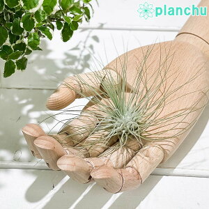PLANCHU GAvc eBWA tbNV[ OVX MTCY 1 W10×H6cmO ĕt Tillandsia fuchsii forma gracilis OLX GA[vc `WA