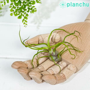 PLANCHU GAvc eBWA u{[T MTCY 1 W7×H10cmO ĕt Tillandsia bulbosa GA[vc `WA