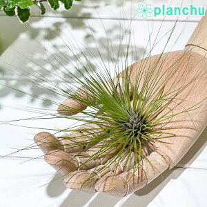 PLANCHU GAvc eBWA tBtHA LTCY 1 W25×H16cmO ĕt Tillandsia filifolia GA[vc `WA