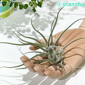 PLANCHU GAvc eBWA vCm[T RrAtH[ 1 W15×H15cmO ĕt Tillandsia pruinosa Colombia Form GA[vc `WA