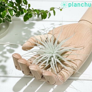 PLANCHU GAvc eBWA eNg X[tH[ 1 W10×H6cmO ĕt Tillandsia tectorum eSmallf eNg GA[vc `WA