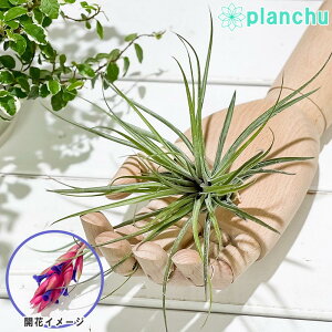 PLANCHU GAvc eBWA XgN^ }[^ 1 W15×H11cmO ĕt Tillandsia stricta eMagentaf GA[vc `WA