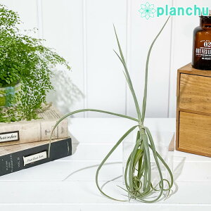 PLANCHU GAvc eBWA h[eB 1 W25×H25cmO ĕt Tillandsia duratii hDeB GA[vc `WA
