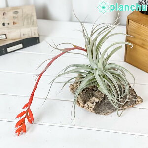 PLANCHU GAvc eBWA NrtHA TuZNfBtHA LTCY 1 W12×H10cmO ĕt Tillandsia recurvifolia GA[vc `WA
