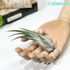 PLANCHU GAvc eBWA pELtHA MTCY 1 W3×H10cmO ĕt Tillandsia paucifolia pEVtHA GA[vc `WA