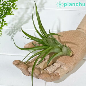 PLANCHU GAvc eBWA Js^[^ MTCY 1 W10×H7cmO ĕt Tillandsia capitata GA[vc `WA