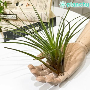 PLANCHU GAvc eBWA gR[ LTCY 1 W25×H25cmO ĕt Tillandsia tricolor GA[vc `WA