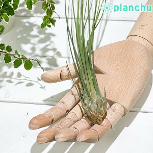 PLANCHU GAvc eBWA fBXeBJ 1 W5×H35cmO ĕt Tillandsia disticha GA[vc `WA