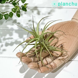 PLANCHU GAvc eBWA xQ nCubh MTCY 1 W12×H12cmO ĕt Tillandsia bergeri hyb. GA[vc `WA