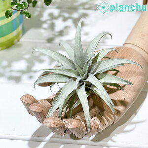 PLANCHU GAvc eBWA Js^[^ CG[X^[ 1 W10×H10cmO ĕt Tillandsia capitata eYellow Starf GA[vc `WA