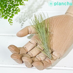 PLANCHU [֔ GAvc eBWA tLAi MTCY 1 W3×H12cmO ĕt Tillandsia funckiana GA[vc `WA