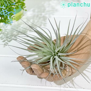 PLANCHU GAvc eBWA RbgLfB sN MTCY 1 W15×H10cmO ĕt Tillandsia eHouston Cotton Candyf GA[vc `WA