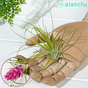 PLANCHU [֔ GAvc eBWA XgN^ STCY 1 W8×H8cmO ĕt Tillandsia stricta GA[vc `WA