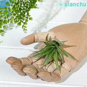PLANCHU [֔ GAvc eBWA Js^[^ STCY 1 W4×H6cmO ĕt Tillandsia capitata GA[vc `WA