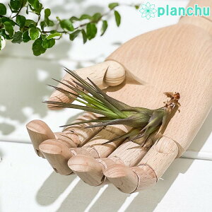 PLANCHU [֔ GAvc eBWA gR[ STCY 1 W2×H6cmO ĕt Tillandsia tricolor GA[vc `WA