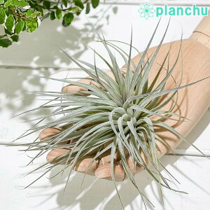 PLANCHU GAvc eBWA RbgLfB p[v LTCY 1 W20×H12cmO ĕt Tillandsia eCotton Candyf GA[vc `WA