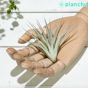 PLANCHU [֔ GAvc eBWA RbgLfB sN STCY 1 W6×H6cmO ĕt Tillandsia eHouston Cotton Candyf GA[vc `WA