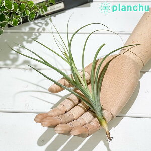 PLANCHU GAvc eBWA CIi^ × V[fBAi MTCY 1 W15×H20cmO ĕt Tillandsia ionantha × schiedeana XLfBA[i GA[vc `WA