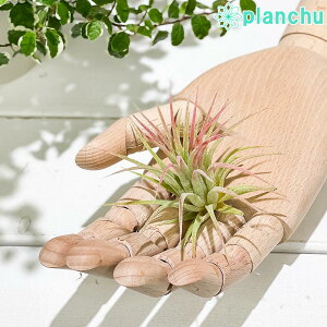 PLANCHU GAvc eBWA CIi^ s[`[sN MTCY 1 W5×H5cmO ĕt Tillandsia ionantha cv. GA[vc `WA