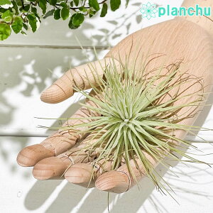 PLANCHU GAvc eBWA }OkVAi MTCY 1 W10×H10cmO ĕt Tillandsia magnusiana GA[vc `WA
